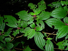 Miconia cephaloides