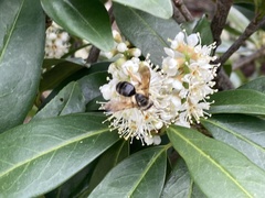 Andrena crataegi