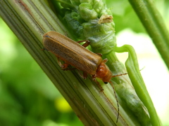 Cantharis pallida