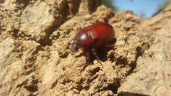 Oxygrylius peninsularis