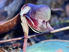 Corybas unguiculatus