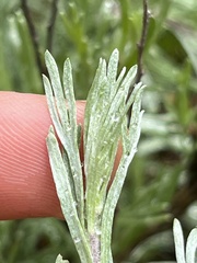 Artemisia tripartita