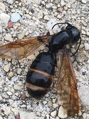 Camponotus