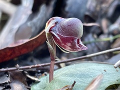 Corybas unguiculatus