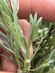 Artemisia tripartita