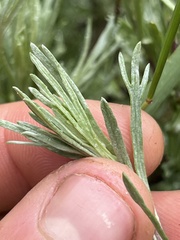 Artemisia tripartita