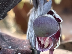 Corybas unguiculatus