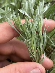 Artemisia tripartita