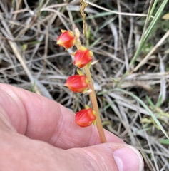 Echeveria bicolor