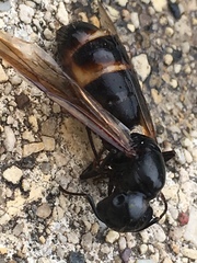 Camponotus
