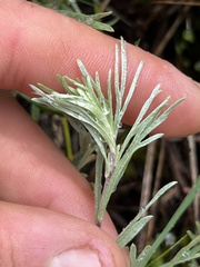 Artemisia tripartita