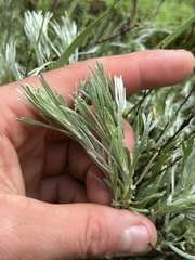 Artemisia tripartita