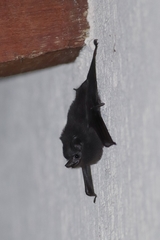 Peropteryx