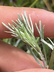 Artemisia tripartita