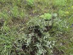 Artemisia tripartita