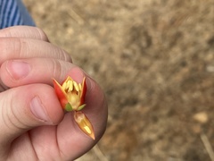 Echeveria bicolor