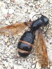 Camponotus