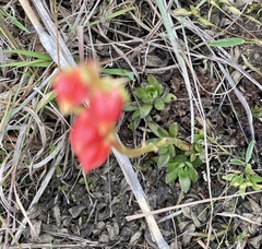 Echeveria bicolor