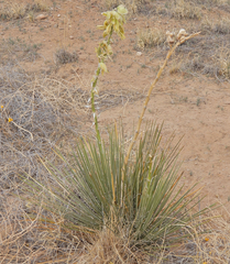 Yucca baileyi