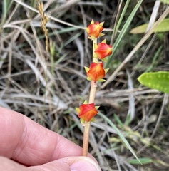 Echeveria bicolor