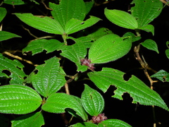 Miconia cephaloides