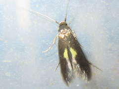 Wegneria cerodelta