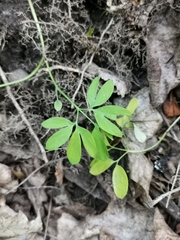 Corydalis intermedia