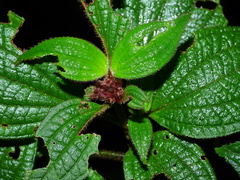 Miconia cephaloides