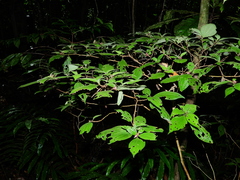 Miconia cephaloides