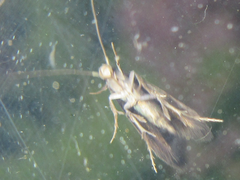 Wegneria cerodelta