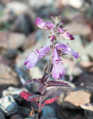 Collinsia tinctoria