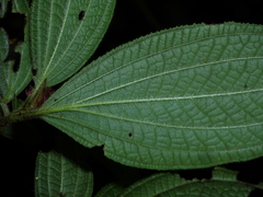 Miconia cephaloides