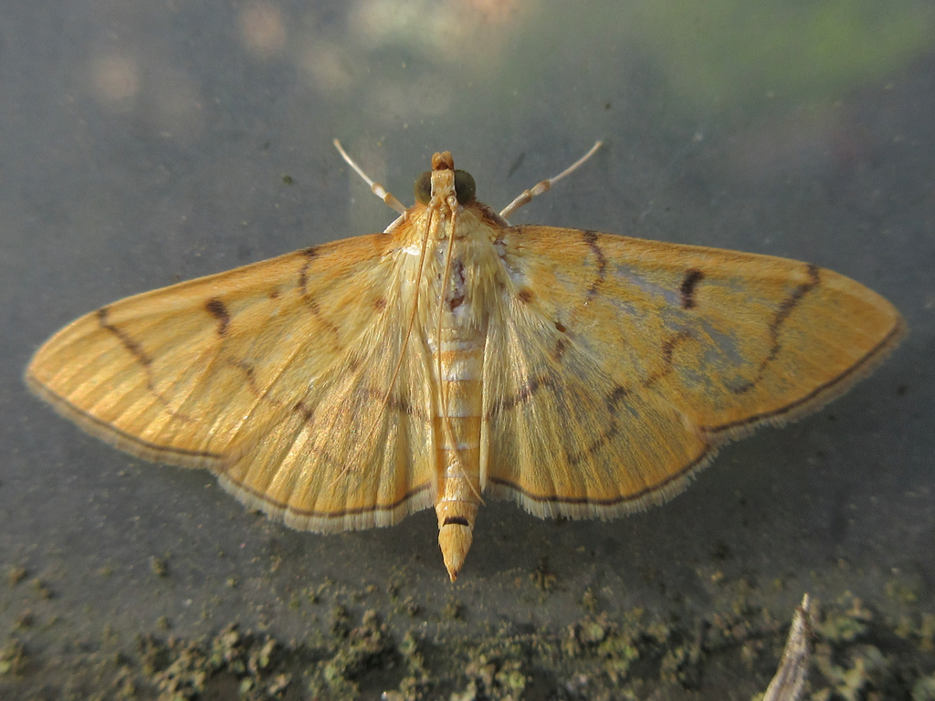 Patania chlorophanta