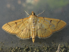 Patania chlorophanta