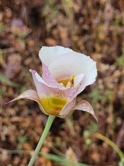 Calochortus superbus