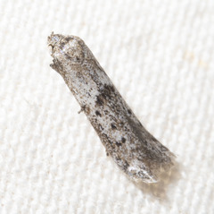 Hypatopa punctiferella
