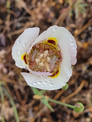 Calochortus superbus