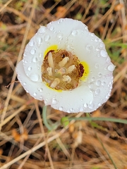 Calochortus superbus