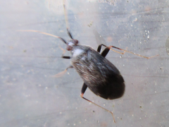Orthonotus bicoloripes