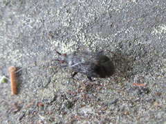 Orthonotus bicoloripes