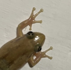 Scinax fuscomarginatus