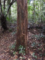 Pouteria decorticans