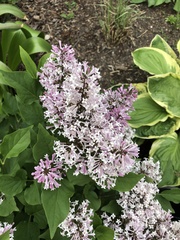 Syringa josikaea
