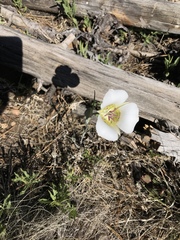Calochortus ambiguus