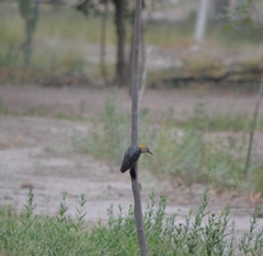 Melanerpes aurifrons