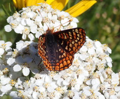 Euphydryas anicia