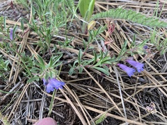 Penstemon caespitosus