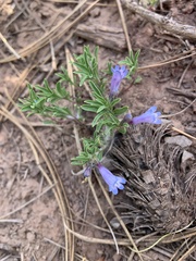 Penstemon caespitosus