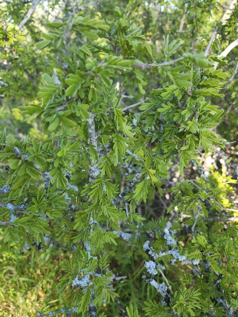 Texas lignumvitae from Roma, TX 78584, USA on May 28, 2022 at 0631 PM