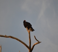 Cathartes aura